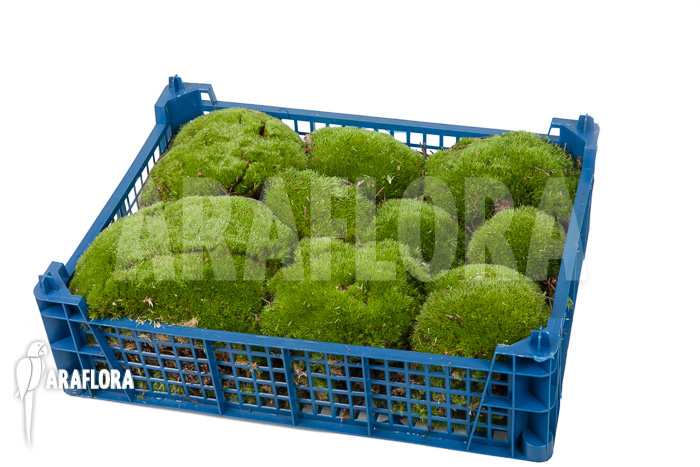 Leucobryum glaucum cradle ‘Cushion moss’ XL