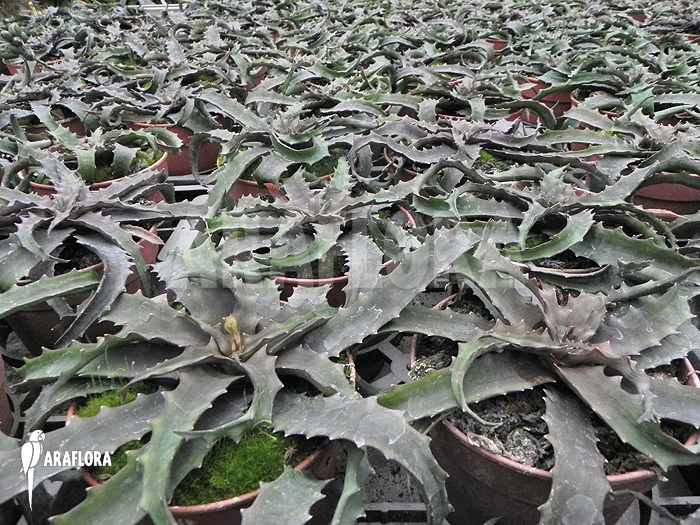 Lomatophyllum prostratum