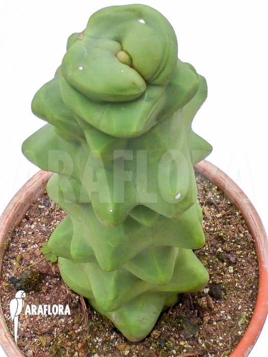 Lophocereus schottii monstrose
