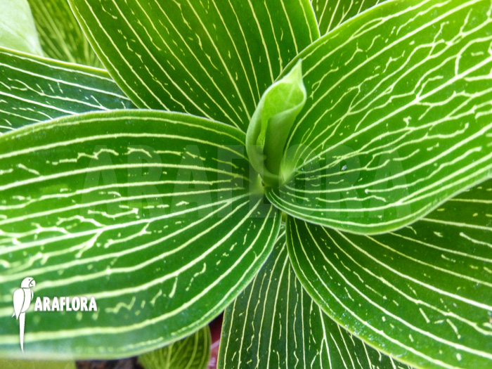 Ludisia discolor ‘Alba’