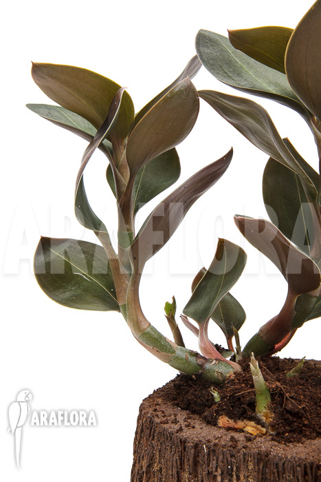 Ludisia discolor var Nigrescens