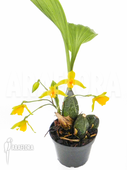 Lycaste aromatica