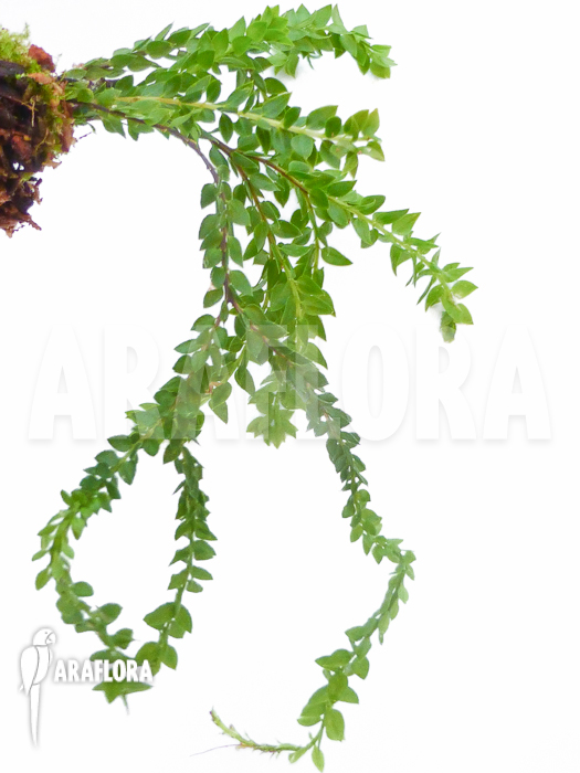 Huperzia ‘Lycopodium’ hamiltonii