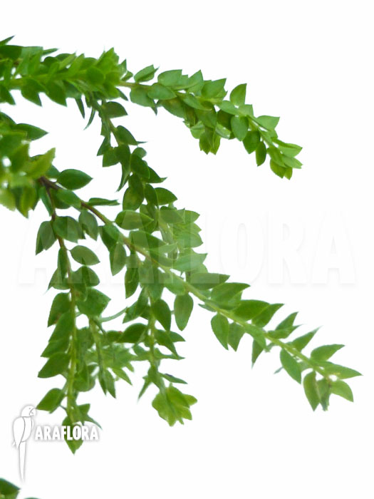 Huperzia ‘Lycopodium’ hamiltonii