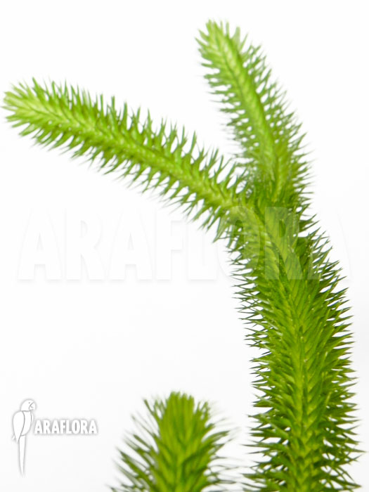 Huperzia ‘Lycopodium’ squarrosum ‘Bali’