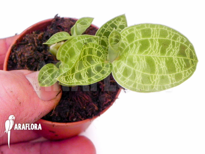 Macode petola ‘Starter’