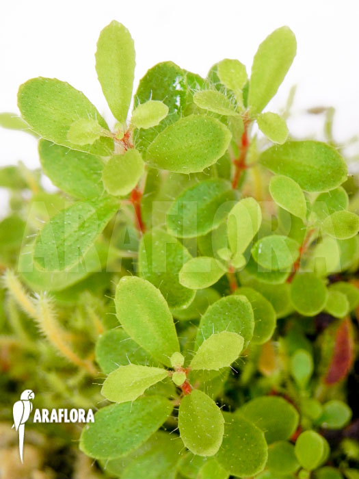 Macrocentrum droseroides detail