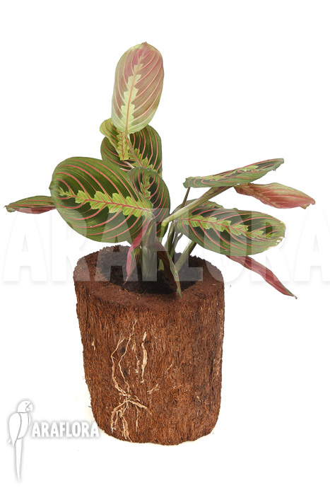 Maranta leuconeura var ‘Fascinator’