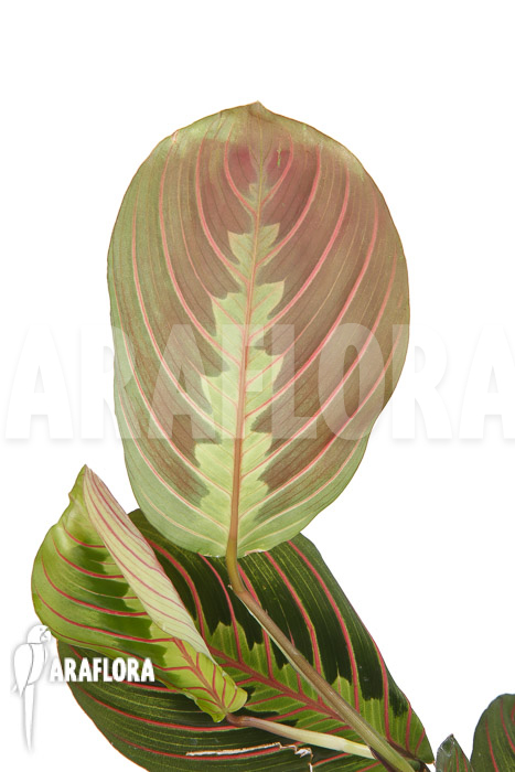 Maranta leuconeura var ‘Fascinator’