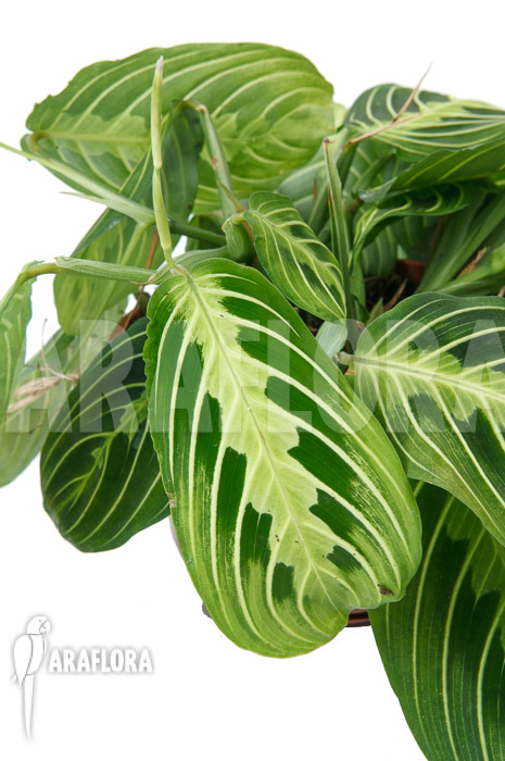 Marantha ‘Lemon lime’