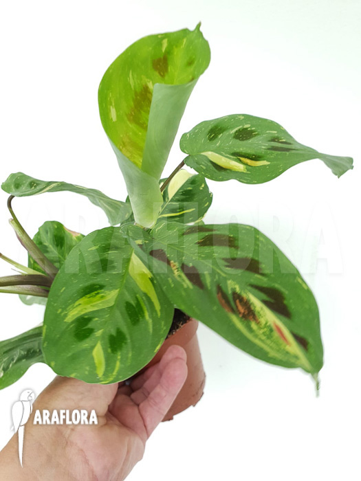 Marantha leuconeura kerchoveana variegata