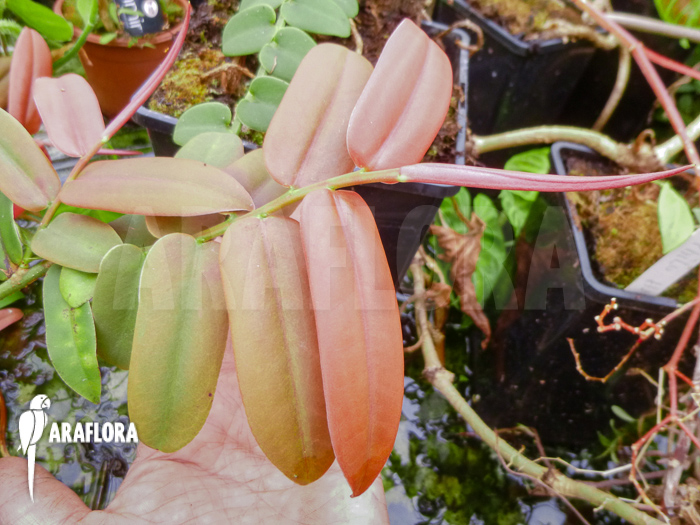 Marcgravia sintenisii