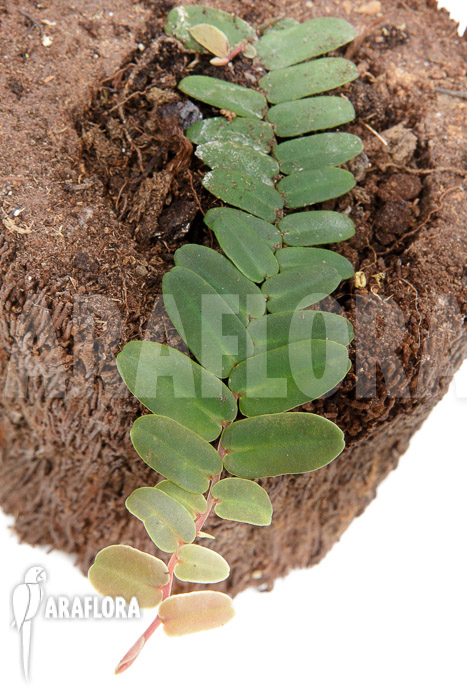 Marcgravia sintenisii ‘Starter’