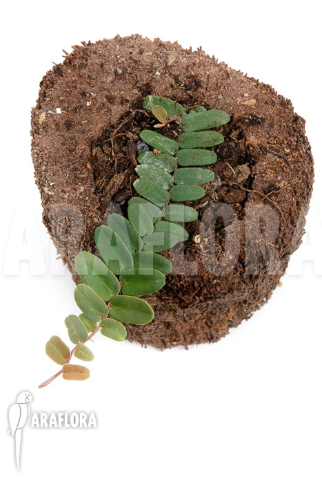 Marcgravia sintenisii ‘Starter’