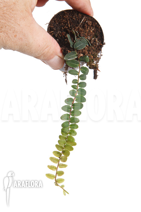 Marcgravia species ‘New Small’