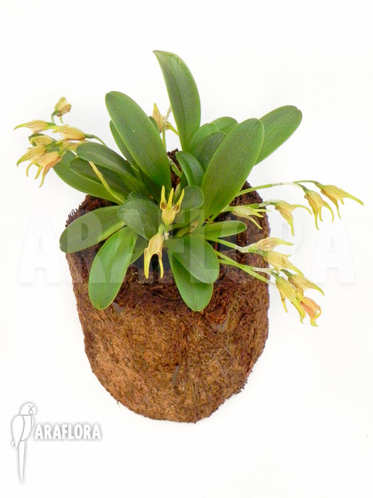 Masdevallia garciae