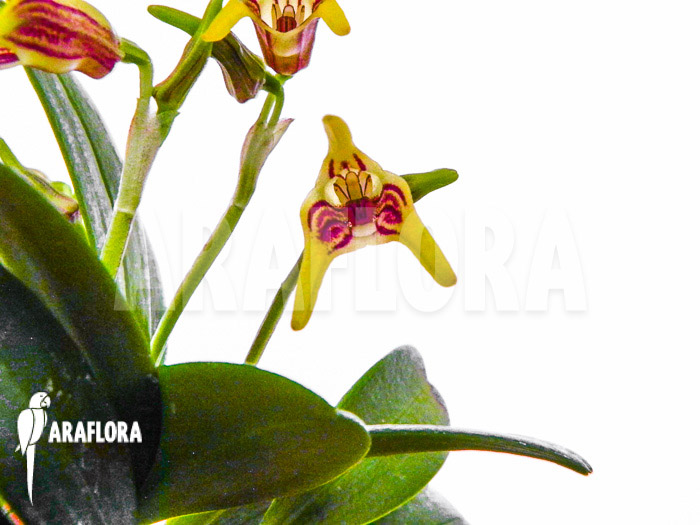 Masdevallia garciae