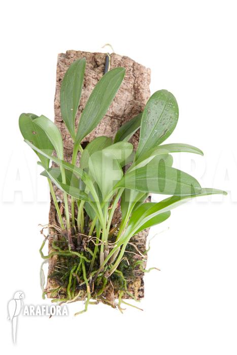 Masdevallia glandulosa