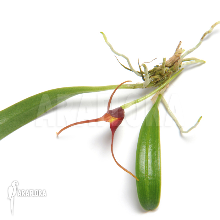 Masdevallia herradurae