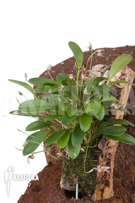 Masdevallia hybrid ‘mounted’