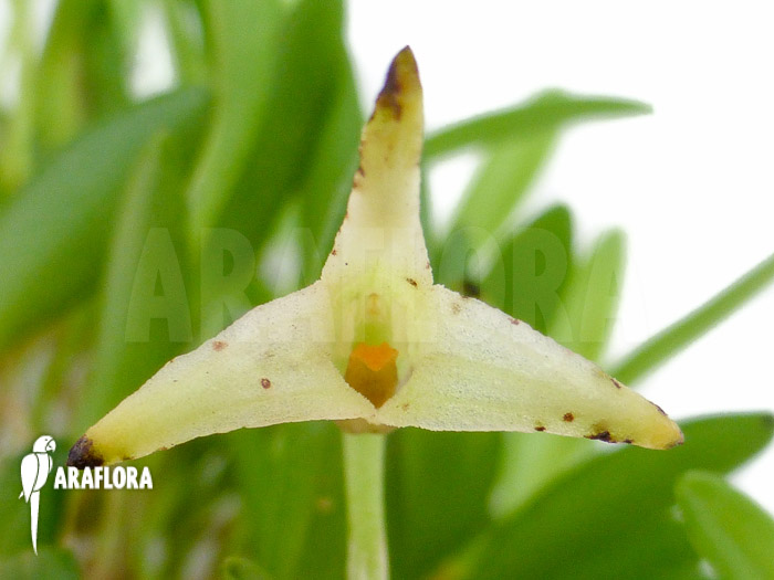 Masdevallia minuta