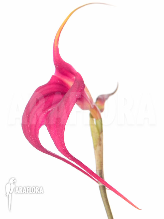 Masdevallia new violet