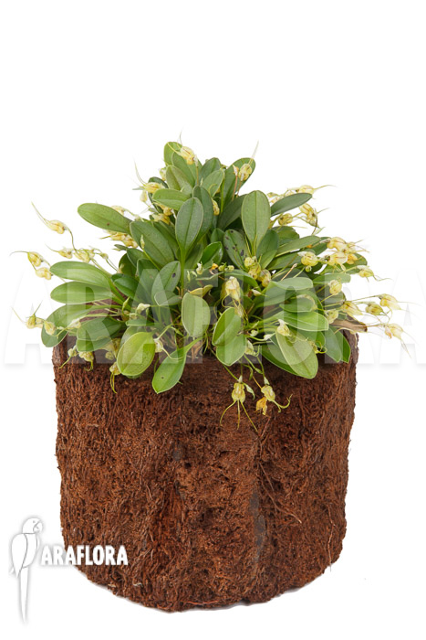 Masdevallia nidifica ‘Yellow’