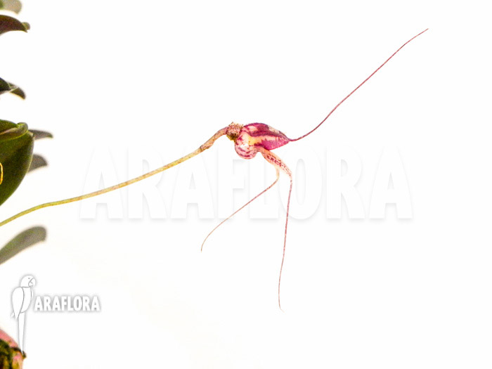 Masdevallia nifidica ‘dark’