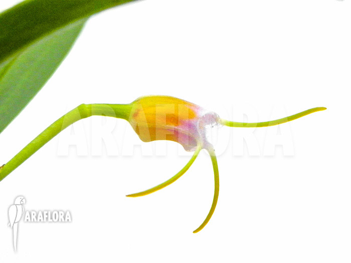 Masdevallia paivaeana