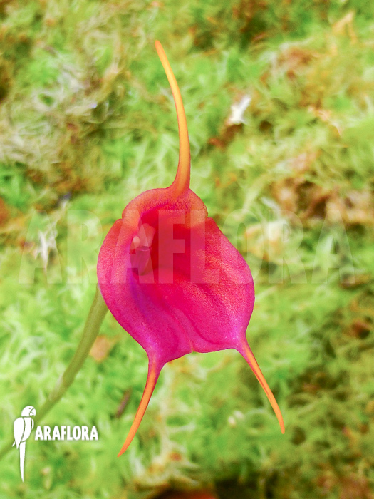 Masdevallia veitchiana