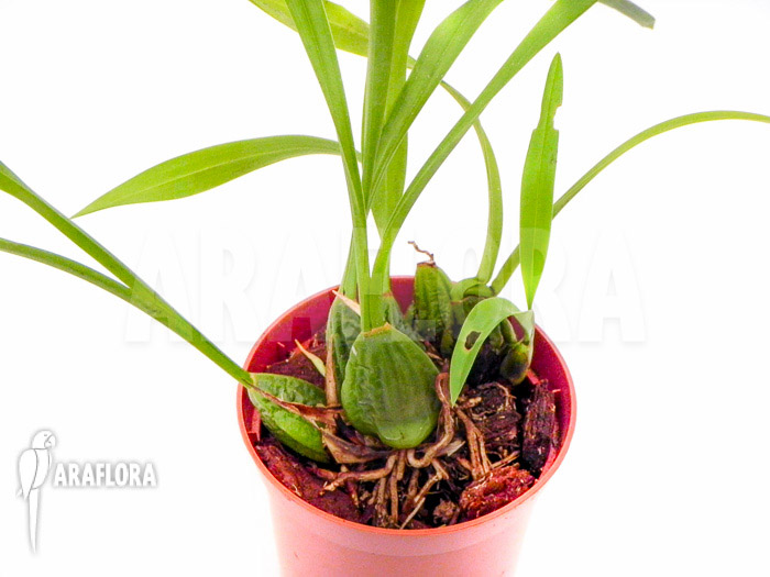 Maxillaria chrysantha