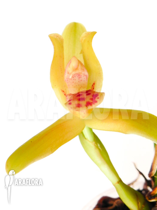 Maxillaria rufescens ‘yellow flower’