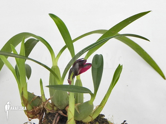 Maxillaria schunkeana