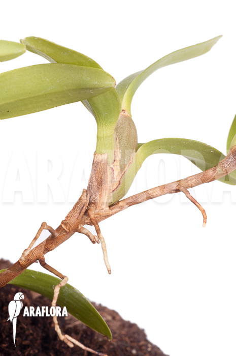 Maxillaria-sophronitis-4