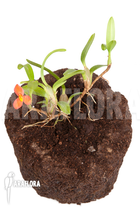 Maxillaria-sophronitis-6