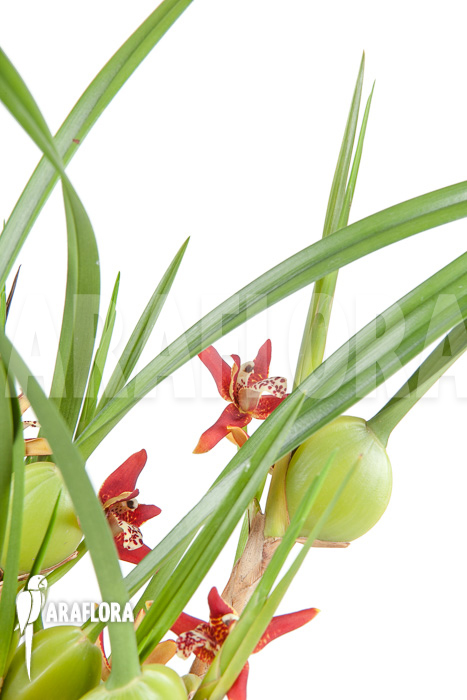 Maxillaria tenuifolia ‘L’