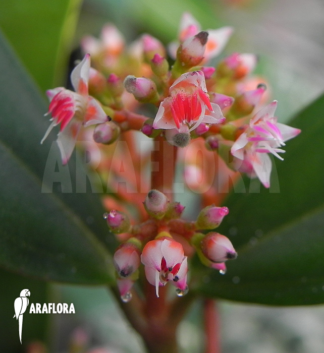 Medinilla scortechinii