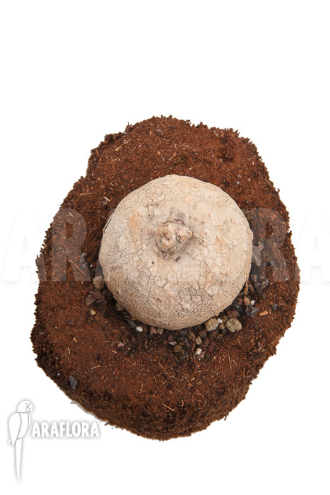 Merremia hollubii (Ipomoea hollubii)