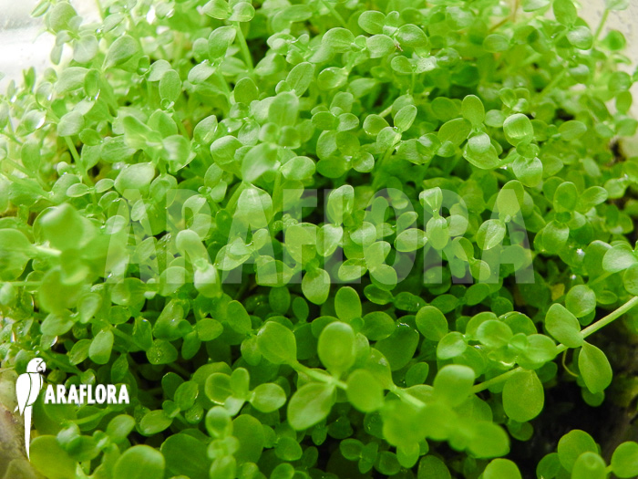 Micranthemum species ‘FV01’