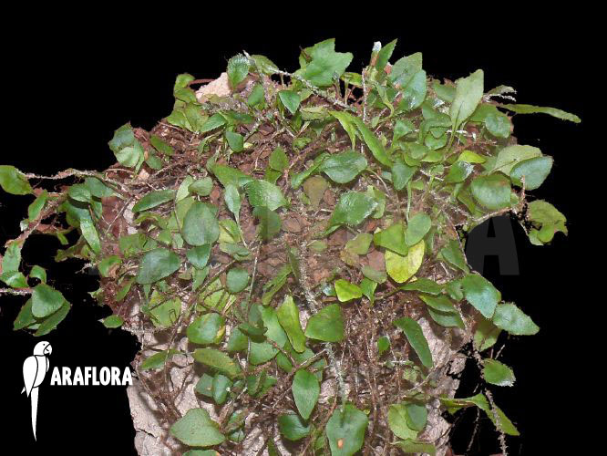 Microgramma tecta  var. nana