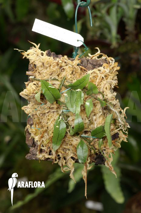 Microgramma vaccinifolia