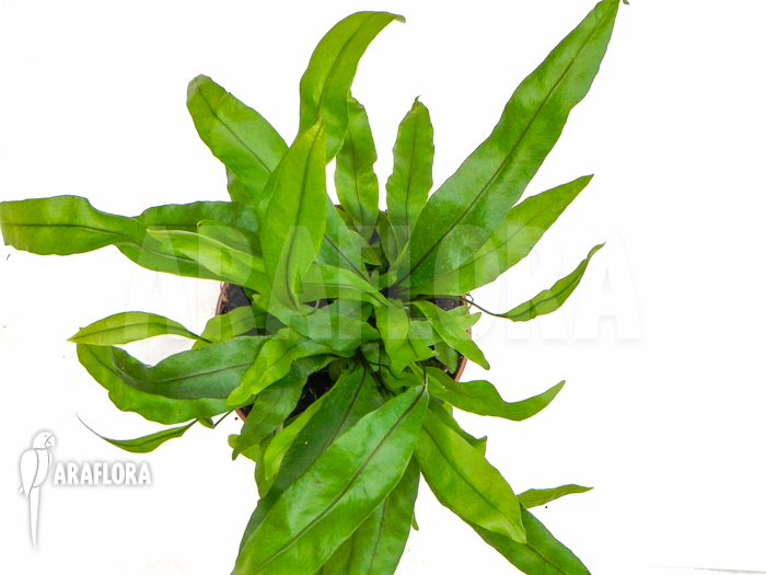 Microsorum diversifolium