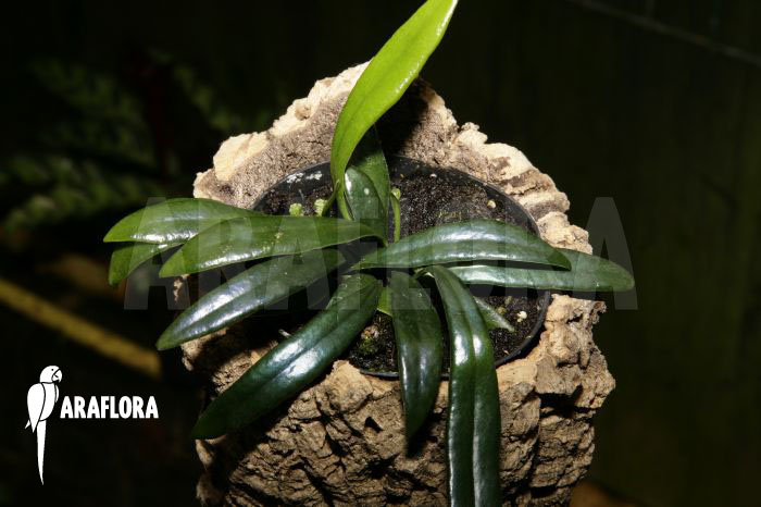 Microsorum steerei cyn. thailandicu