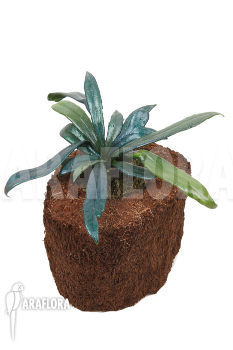 Microsorum steerei ‘Thailandicum’