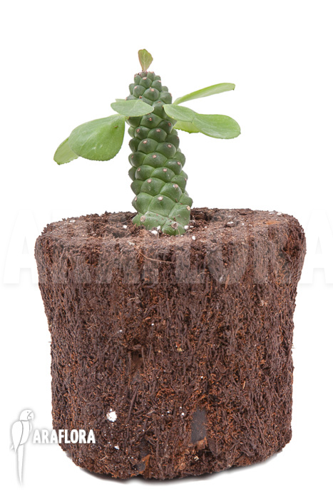 Monadenium ‘Ritchii’