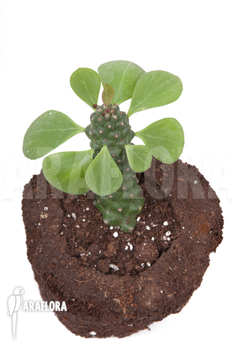 Monadenium ‘Ritchii’