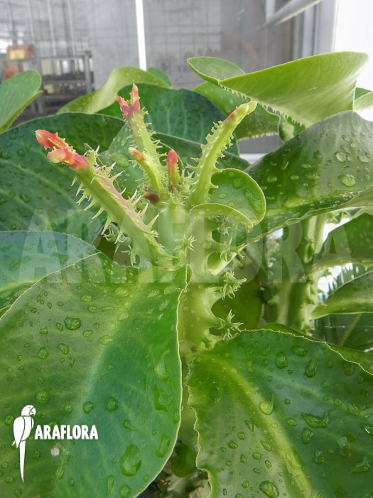 Monadenium spectabile