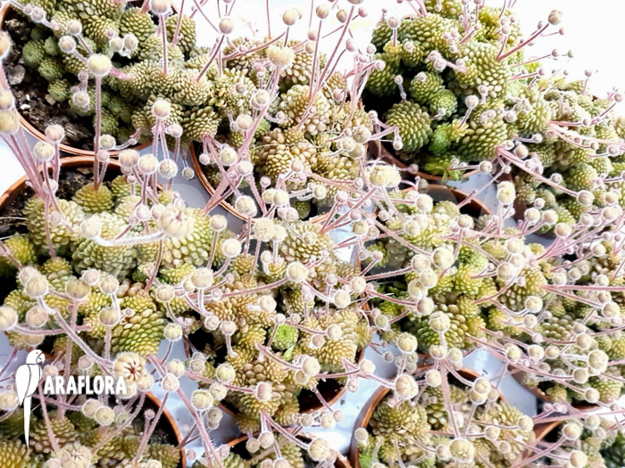 Monanthes polyphylla