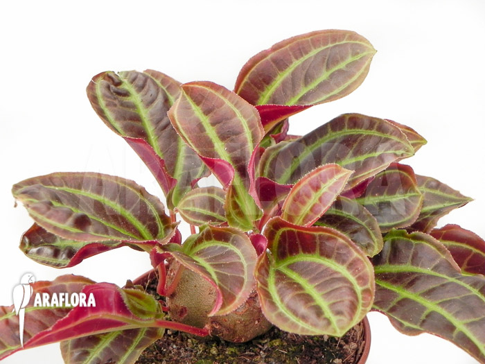 Monolena primuliflora ‘L’