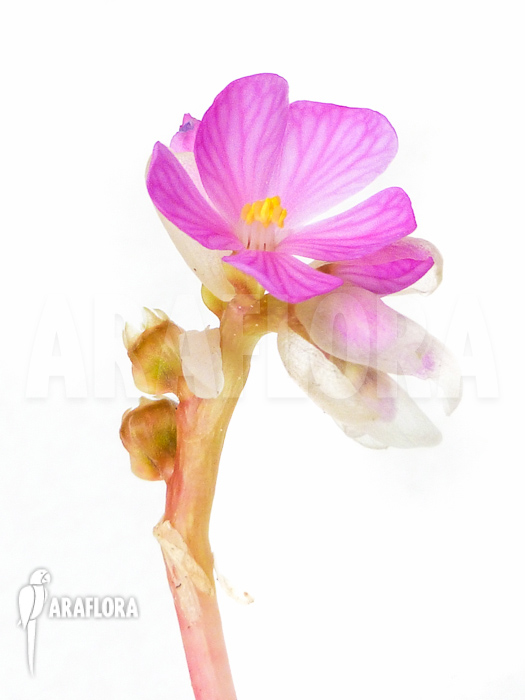 Monolena primuliflora flower